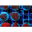 Goniopora sp. FRAGS