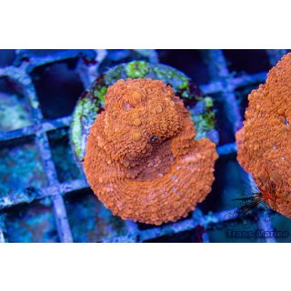 Homophyllia bowerbanki FRAGS