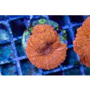 Homophyllia bowerbanki FRAGS