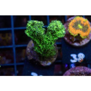 Hydnophora rigada FRAGS
