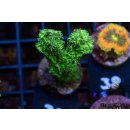 Hydnophora rigada FRAGS