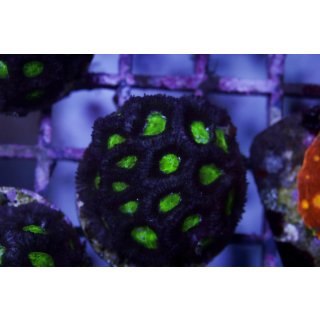 Micromussa amakusensis FRAGS