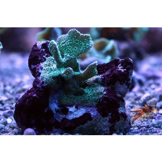 Pavona cactus   FRAGS