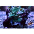 Pavona cactus   FRAGS