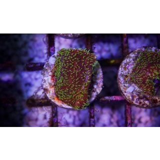 Pavona sp.   FRAGS