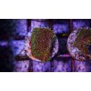 Pavona sp.   FRAGS