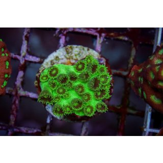 Plesiastrea sp. FRAGS