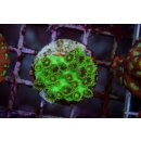 Plesiastrea sp. FRAGS