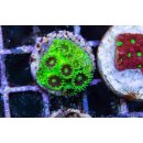 Plesiastrea sp. FRAGS
