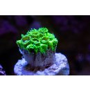 Plesiastrea sp. FRAGS