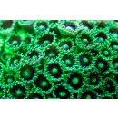 Plesiastrea sp. FRAGS