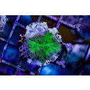 Turbinaria peltata   FRAGS