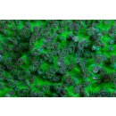 Turbinaria peltata   FRAGS