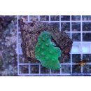 Turbinaria peltata   FRAGS