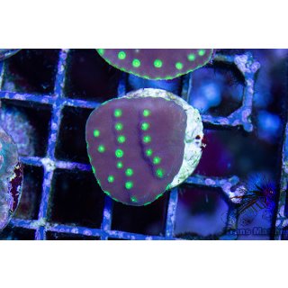 Turbinaria reniformis   FRAGS