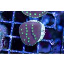 Turbinaria reniformis   FRAGS