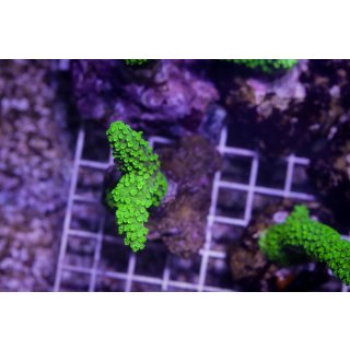 Acropora sp. FRAGS