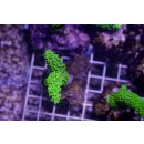 Acropora sp. FRAGS
