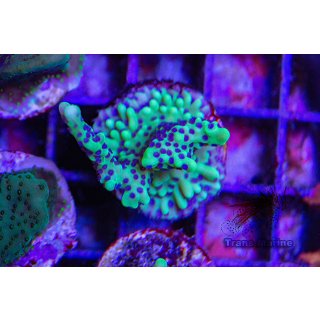 Montipora capitata FRAGS