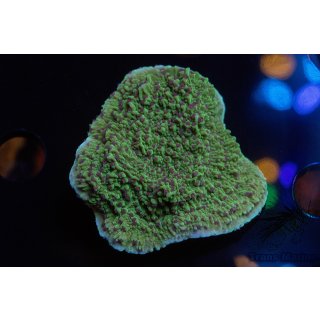 Montipora capricornis FRAGS