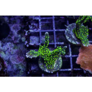 Montipora carinata FRAGS