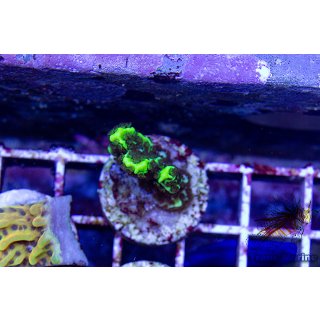Montipora confusa FRAGS