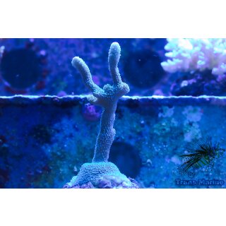 Montipora digitata FRAGS