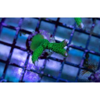 Montipora digitata FRAGS