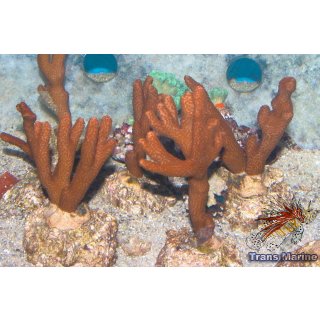 Montipora digitata FRAGS