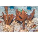 Montipora digitata FRAGS