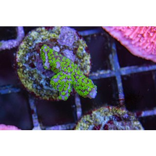 Montipora hispida FRAGS