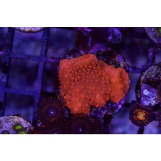 Montipora setosa FRAGS