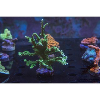 Montipora stellata FRAGS