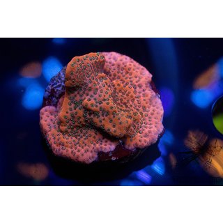 Montipora sp. FRAGS