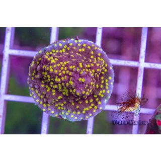 Montipora sp. FRAGS