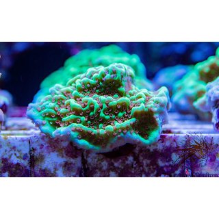 Montipora sp. FRAGS