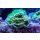 Montipora sp. FRAGS