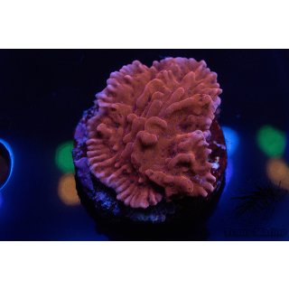 Montipora sp. FRAGS