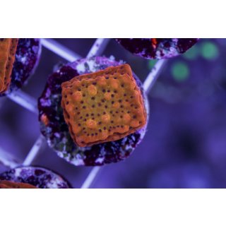 Montipora sp. FRAGS