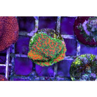 Montipora sp. FRAGS