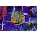 Montipora sp. FRAGS