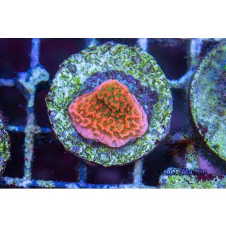 Montipora sp. FRAGS