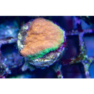 Psammocora superficialis FRAGS