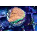 Psammocora superficialis FRAGS
