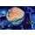 Psammocora superficialis FRAGS