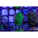 Psammocora superficialis FRAGS