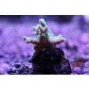 Seriatopora caliendrum FRAGS
