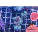 Seriatopora caliendrum FRAGS