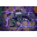 Seriatopora hystrix FRAGS
