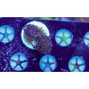 Stylophora pistillata FRAGS